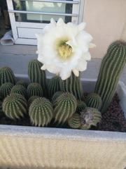 Echinopsis
