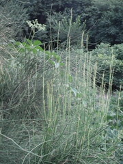 Ephedra equisetina