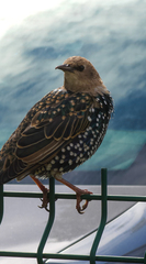 Sturnus vulgaris
