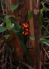 Hedychium