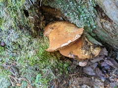 Cortinarius armillatus