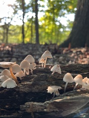 Mycena galericulata