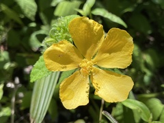 Pavonia sepium