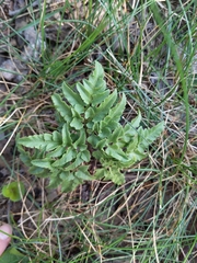 Sceptridium dissectum