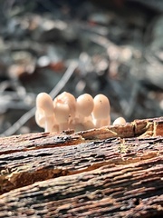 Mycena galericulata