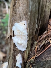 Fuscopostia fragilis