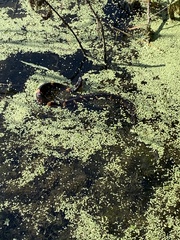 Nerodia fasciata confluens
