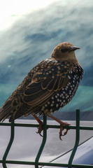 Sturnus vulgaris
