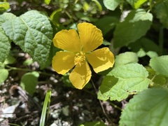 Pavonia sepium