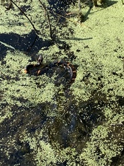 Nerodia fasciata confluens