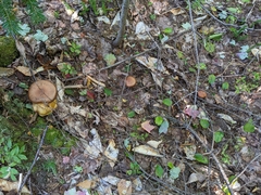Cortinarius armillatus