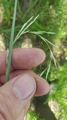 Sporobolus compositus