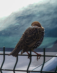 Sturnus vulgaris