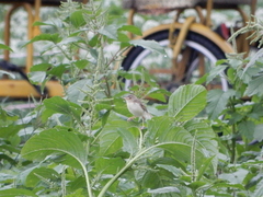 Prinia inornata