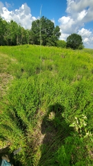 Sporobolus compositus