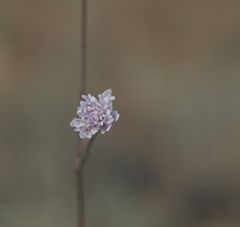 Cephalaria transsylvanica