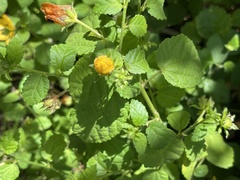 Pavonia sepium