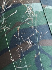 Agrostis gigantea