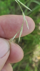 Sporobolus compositus