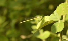 Ceriagrion coromandelianum