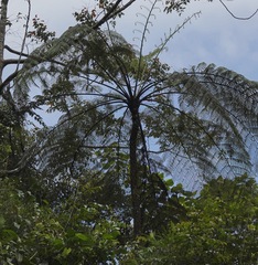Cyatheaceae