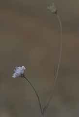 Cephalaria transsylvanica