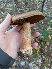Cortinarius armillatus
