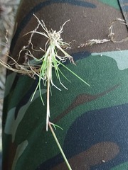 Agrostis gigantea