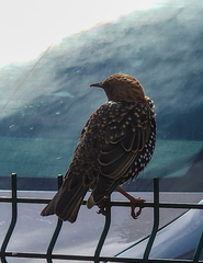 Sturnus vulgaris