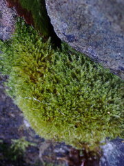 Herzogiella adscendens