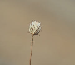 Cephalaria transsylvanica