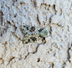 Lacinipolia implicata