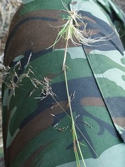 Agrostis gigantea