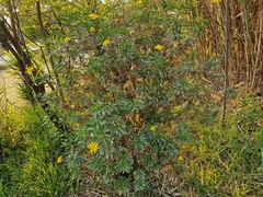 Euryops chrysanthemoides