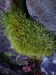 Herzogiella adscendens