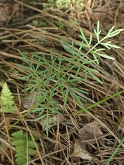 Kadenia dubia