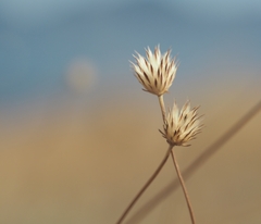 Cephalaria transsylvanica