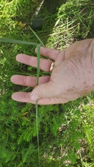 Sporobolus compositus