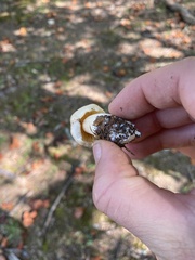 Hygrophorus chrysodon