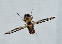 Toxonevra muliebris