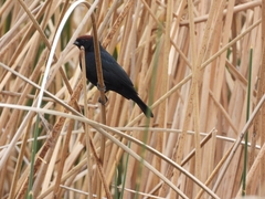 Chrysomus ruficapillus