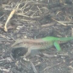 Ameiva ameiva