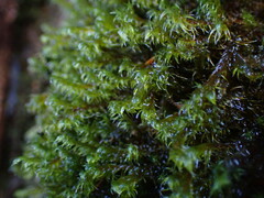 Racomitrium lawtonae