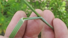 Sporobolus compositus