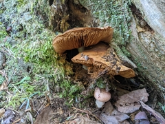 Cortinarius armillatus