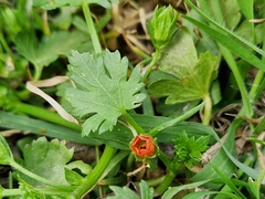 Modiola caroliniana