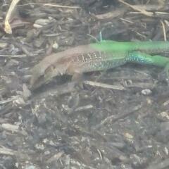 Ameiva ameiva
