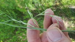 Sporobolus compositus