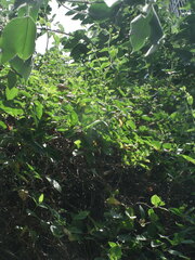 Lonicera japonica
