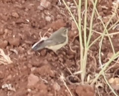 Phylloscopus trochilus